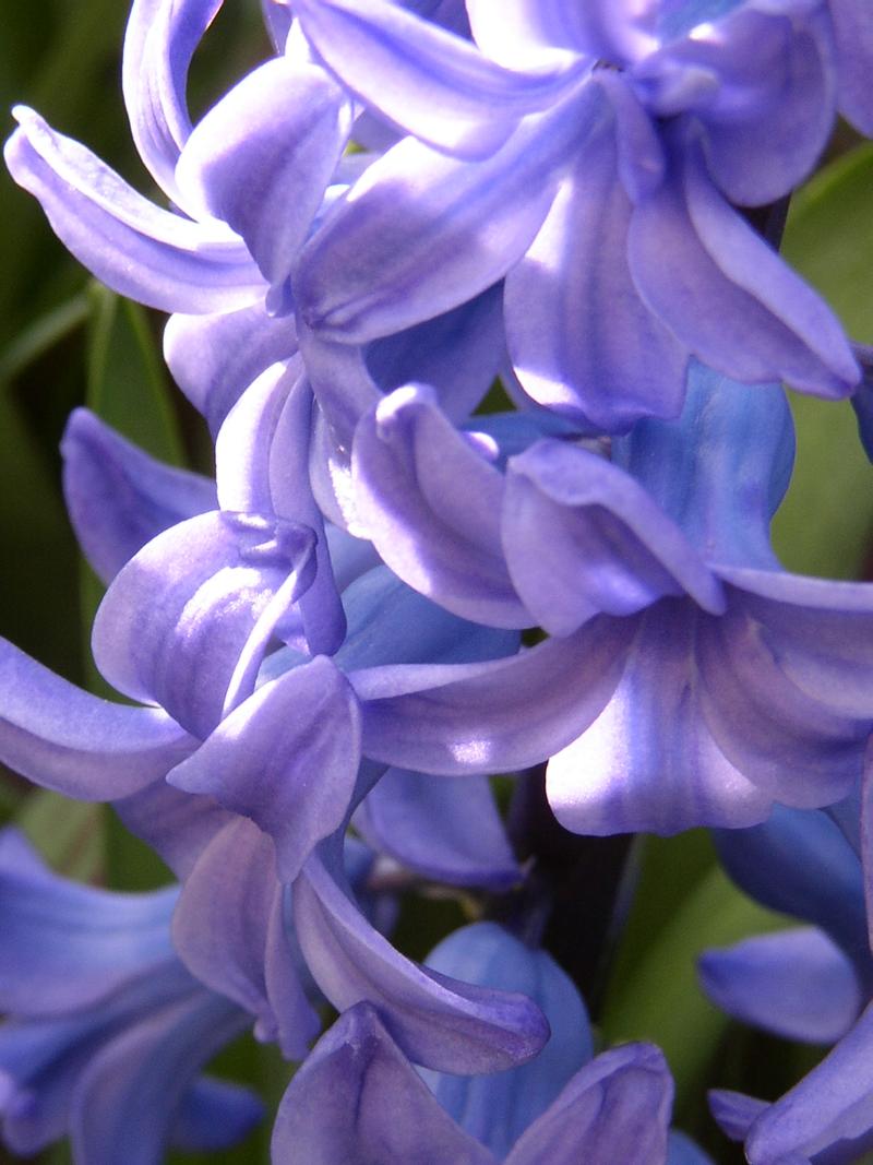 Blue Hyacinth Day Blue Hyacinth Day